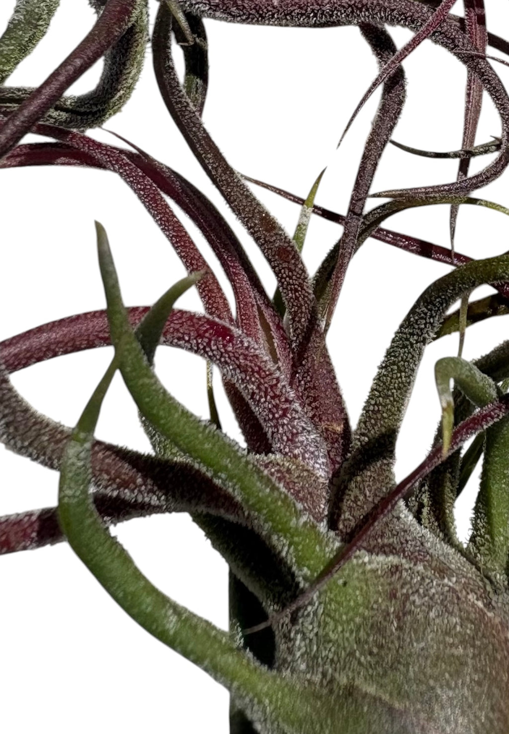 Tillandsia pruinosa
