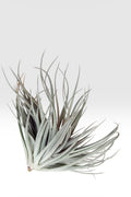 Tillandsia Houston ‘Giant’