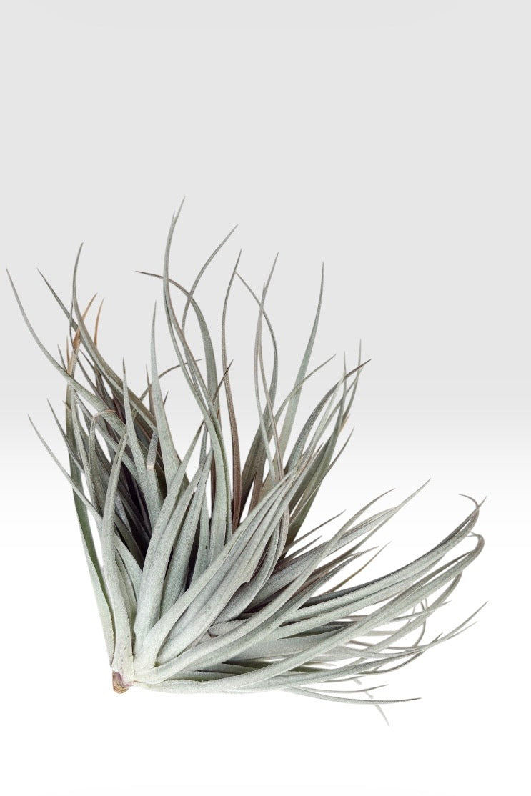 Tillandsia Houston ‘Giant’