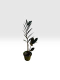 Zamioculcas zamifolia raven