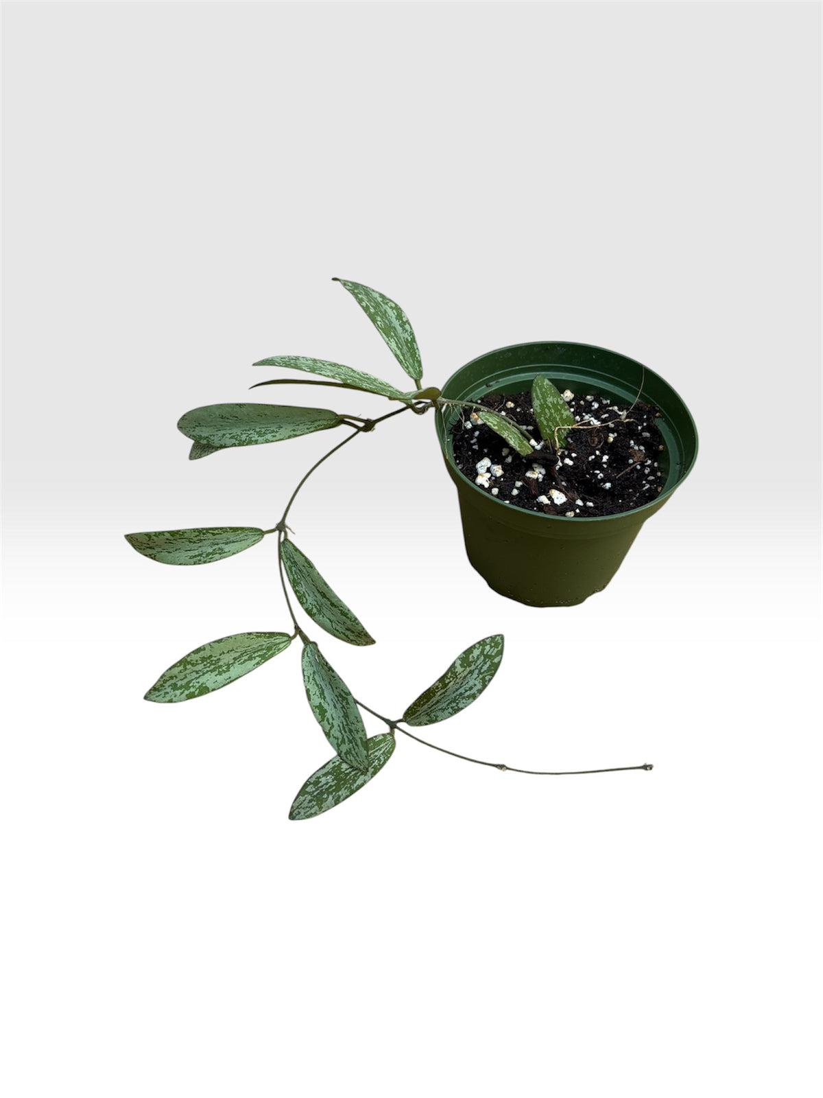 Hoya sigillatis