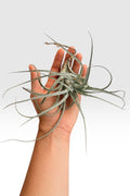 Tillandsia recurvifolia