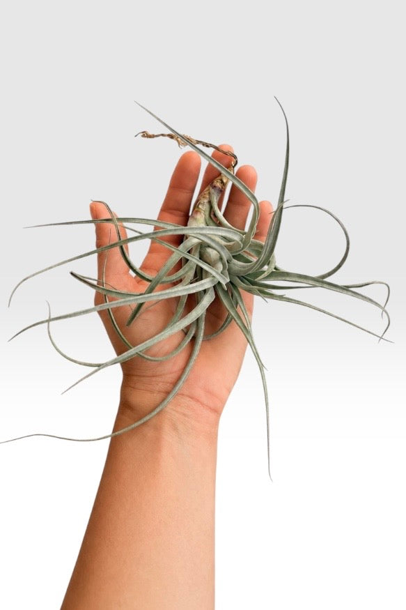 Tillandsia recurvifolia