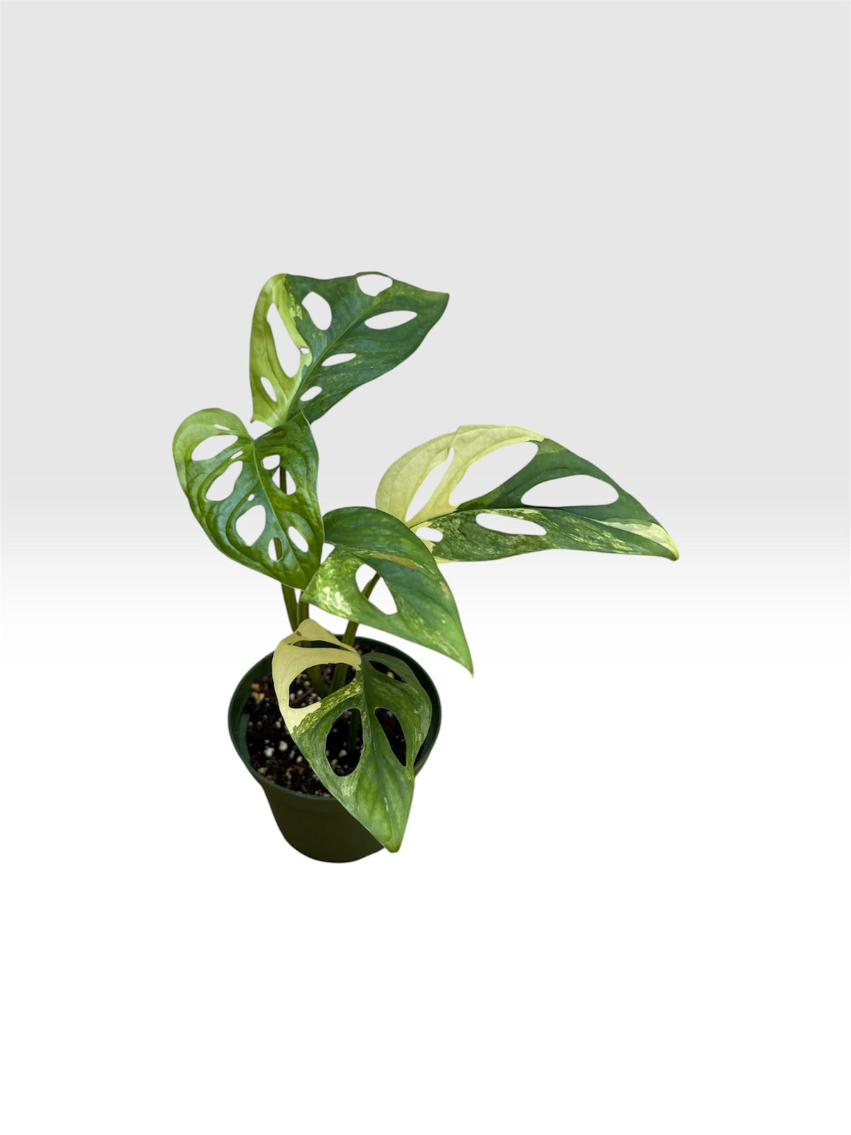 Monstera adansonii aurea variegated