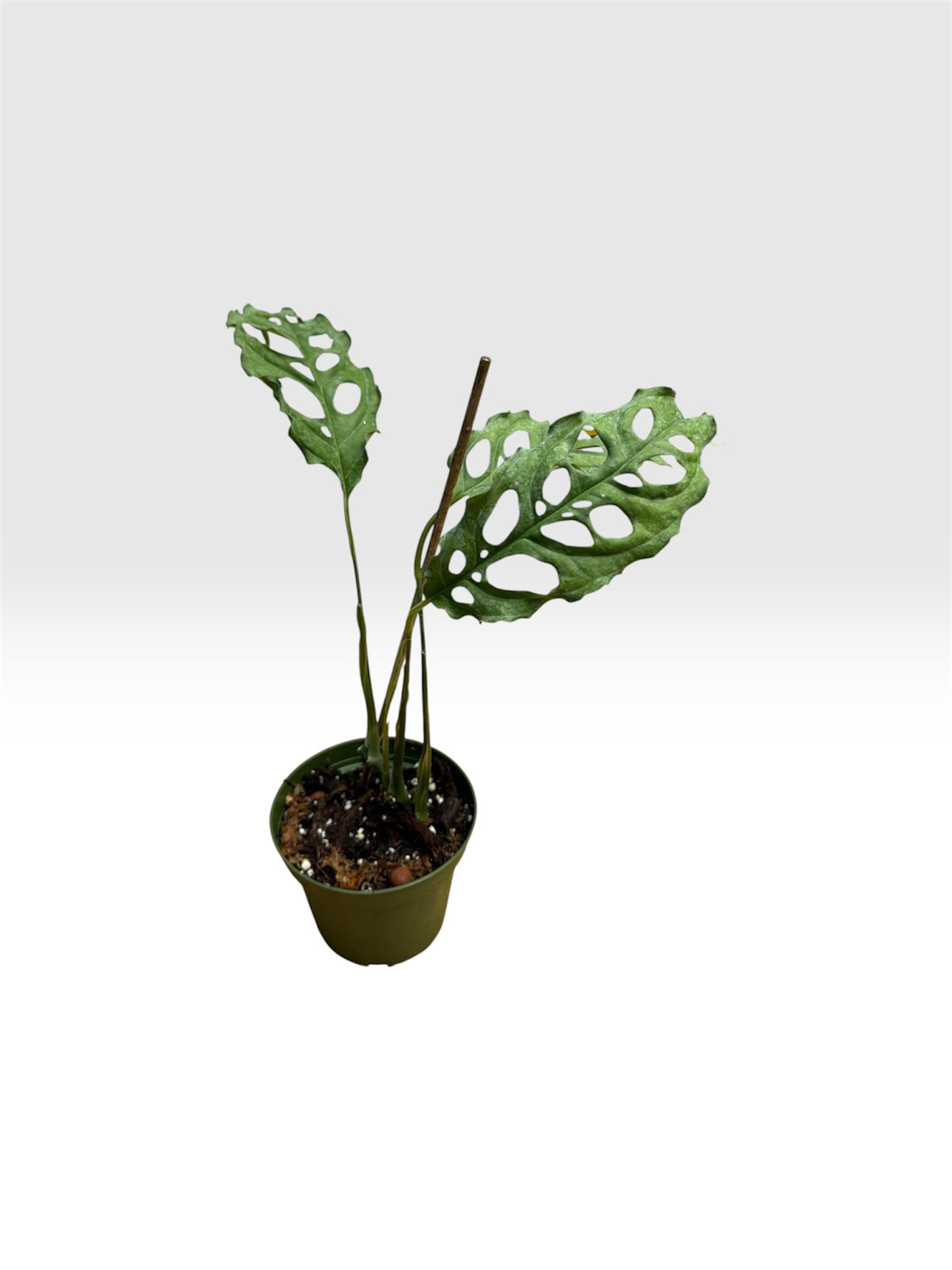 Monstera obliqua
