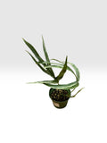Amydrium zippelianum variegated