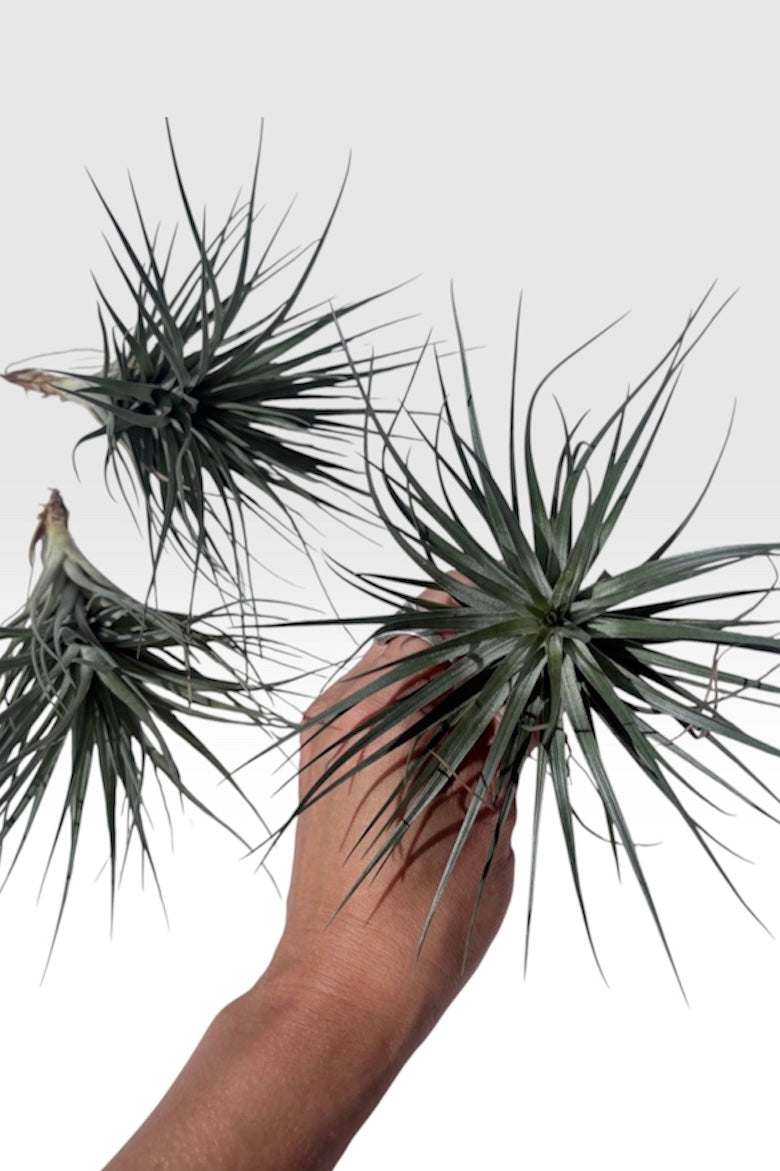 Tillandsia Stricta Rio Negro