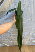 Anthurium pallidiflorum