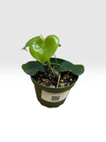 Philodendron grazielae