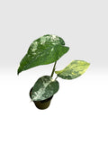 syngonium chiapense albo variegated