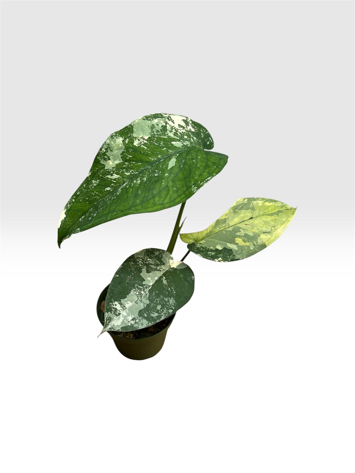 syngonium chiapense albo variegated