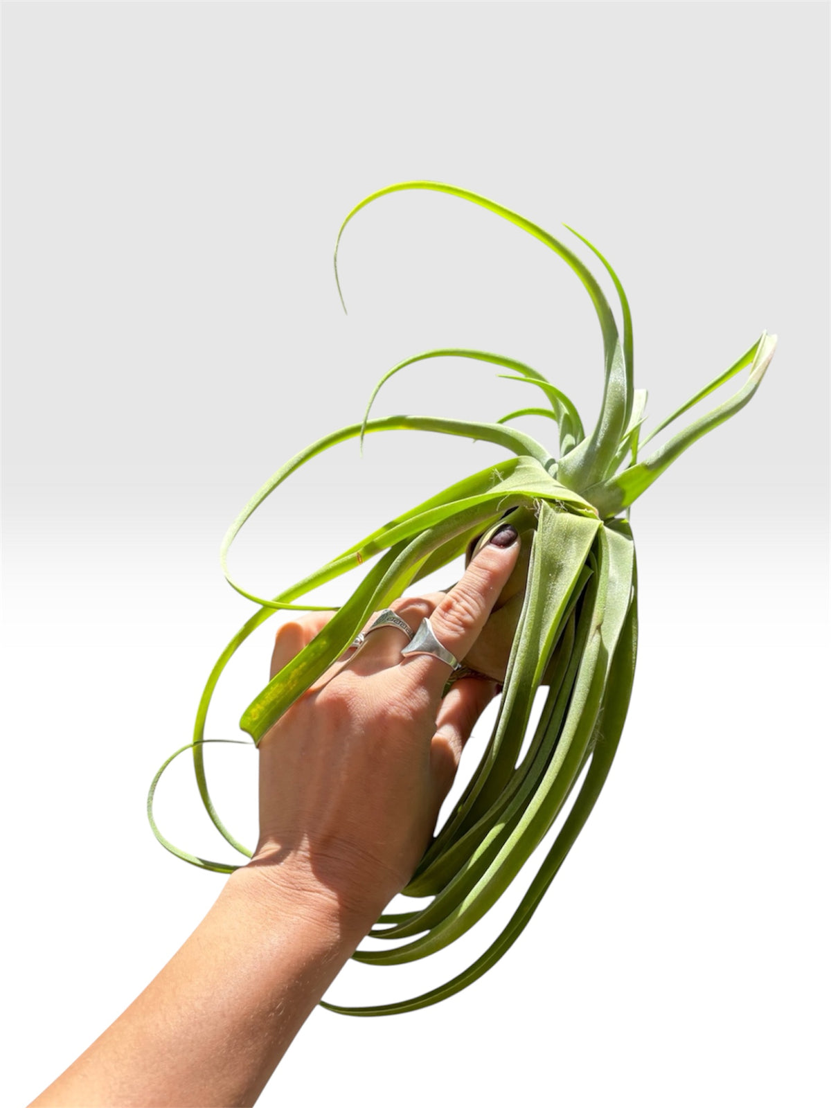 Tillandsia streptophylla