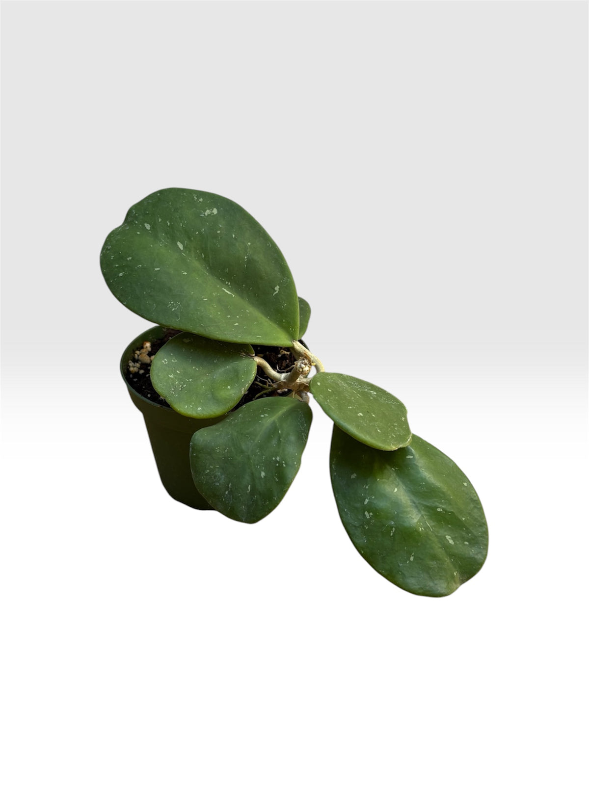 Hoya obovata splash