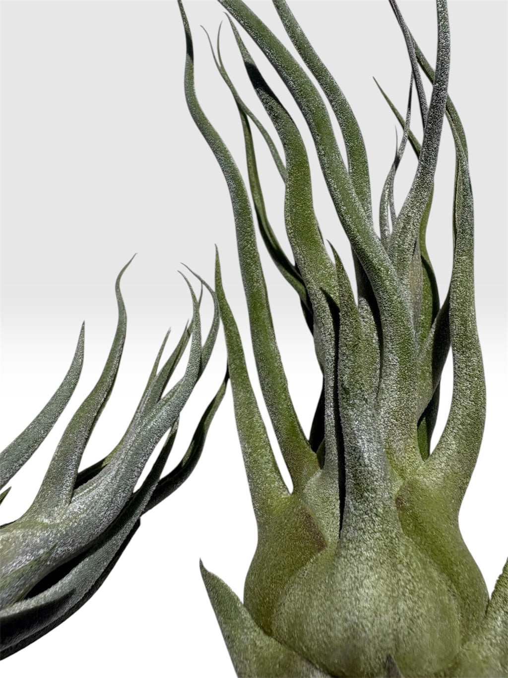 Tillandsia ehlersiana x bulbosa