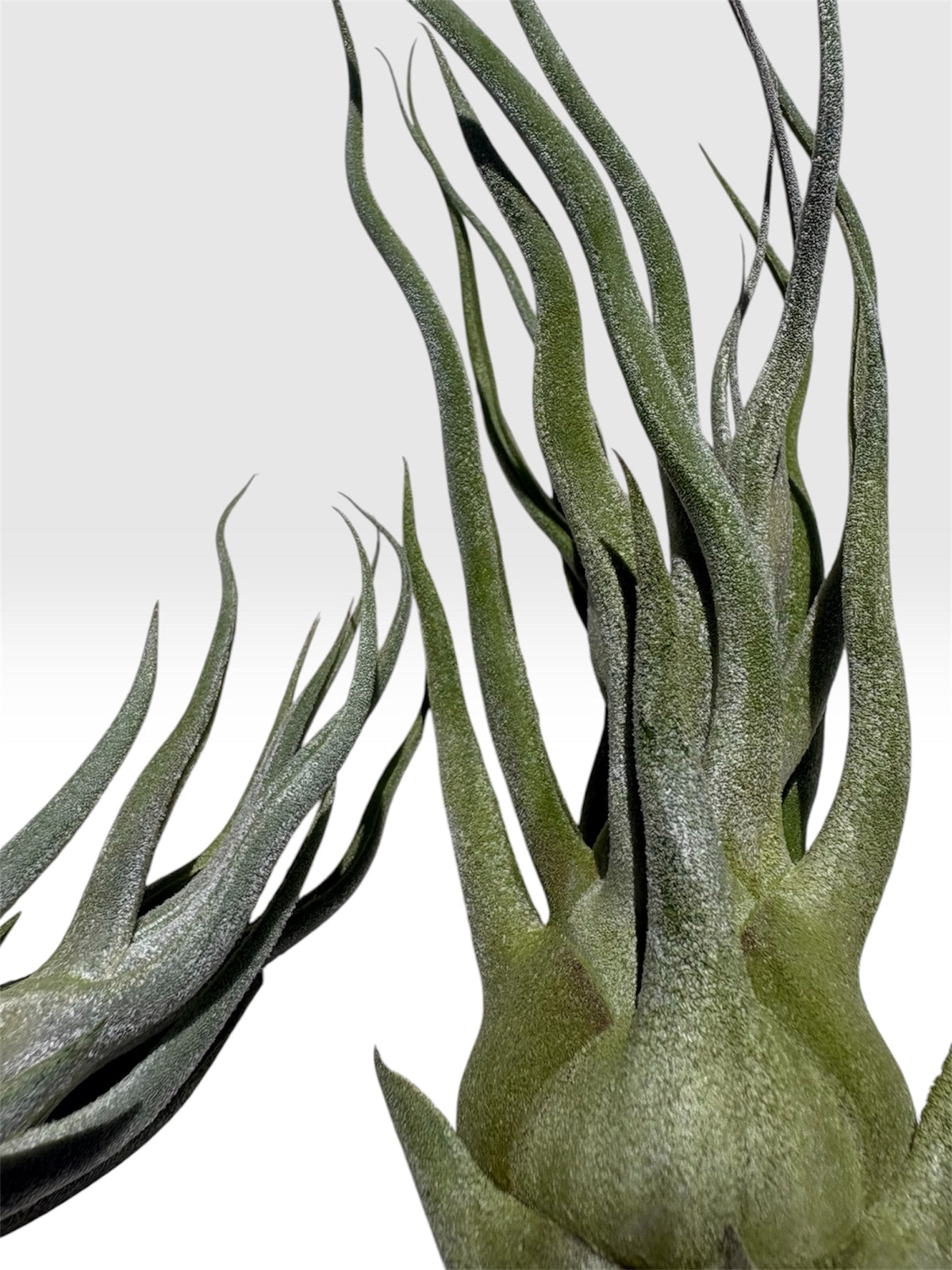 Tillandsia ehlersiana x bulbosa