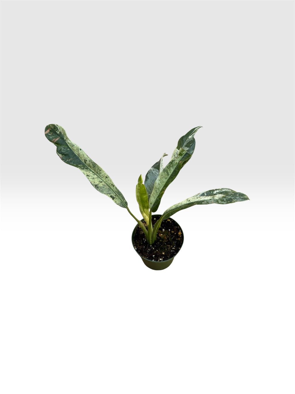 Epipremnum giganteum marble tricolor