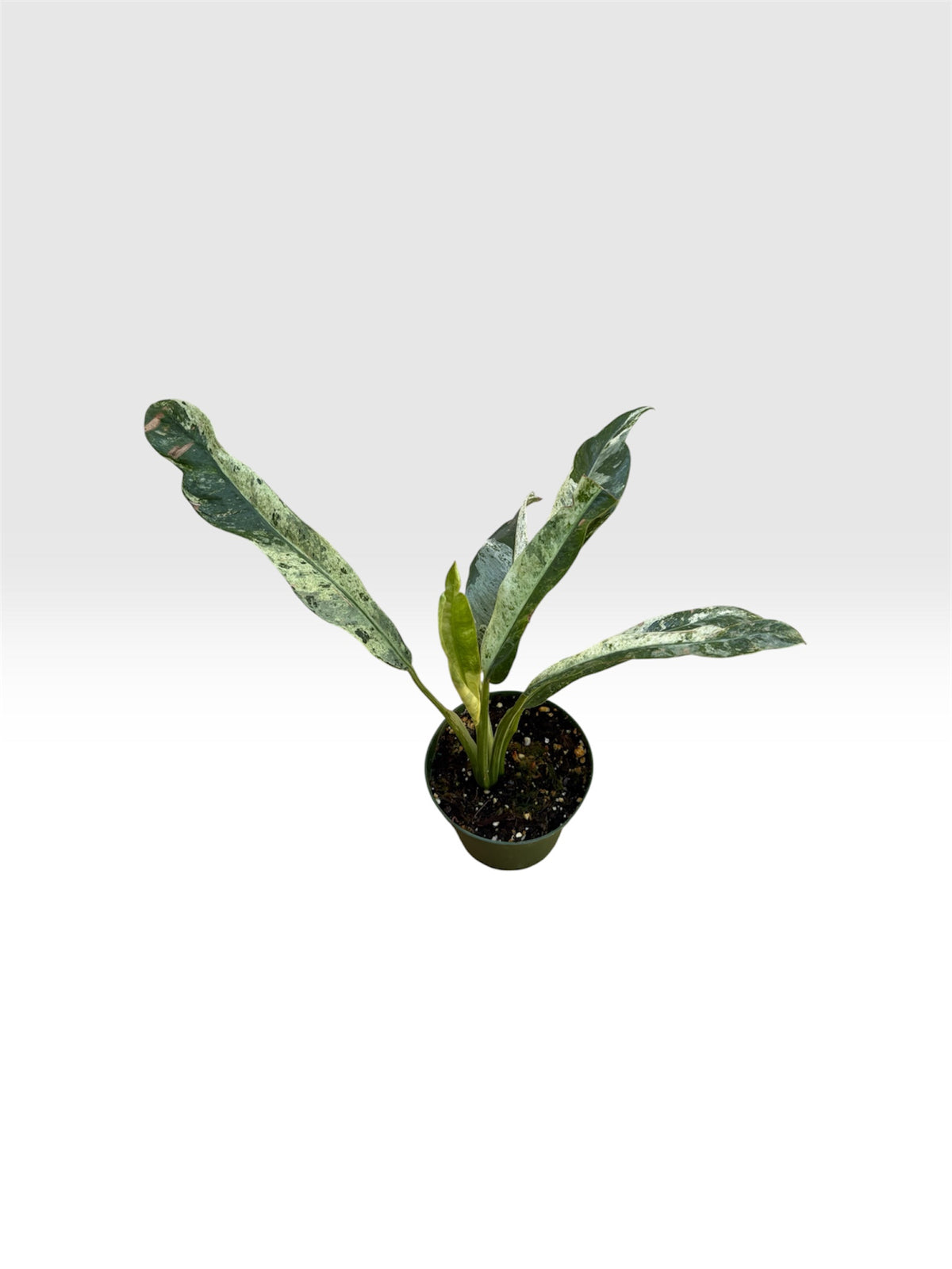 Epipremnum giganteum marble tricolor