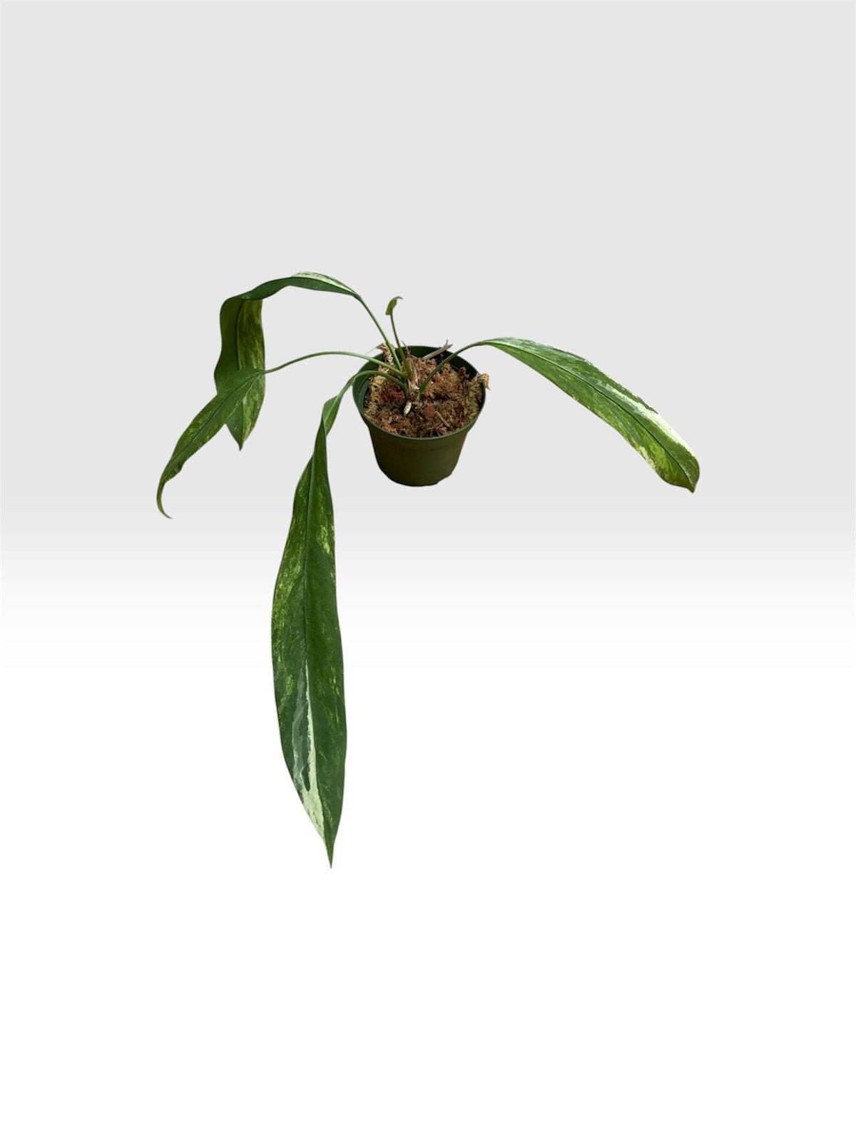 Anthurium vittarifolium variegated