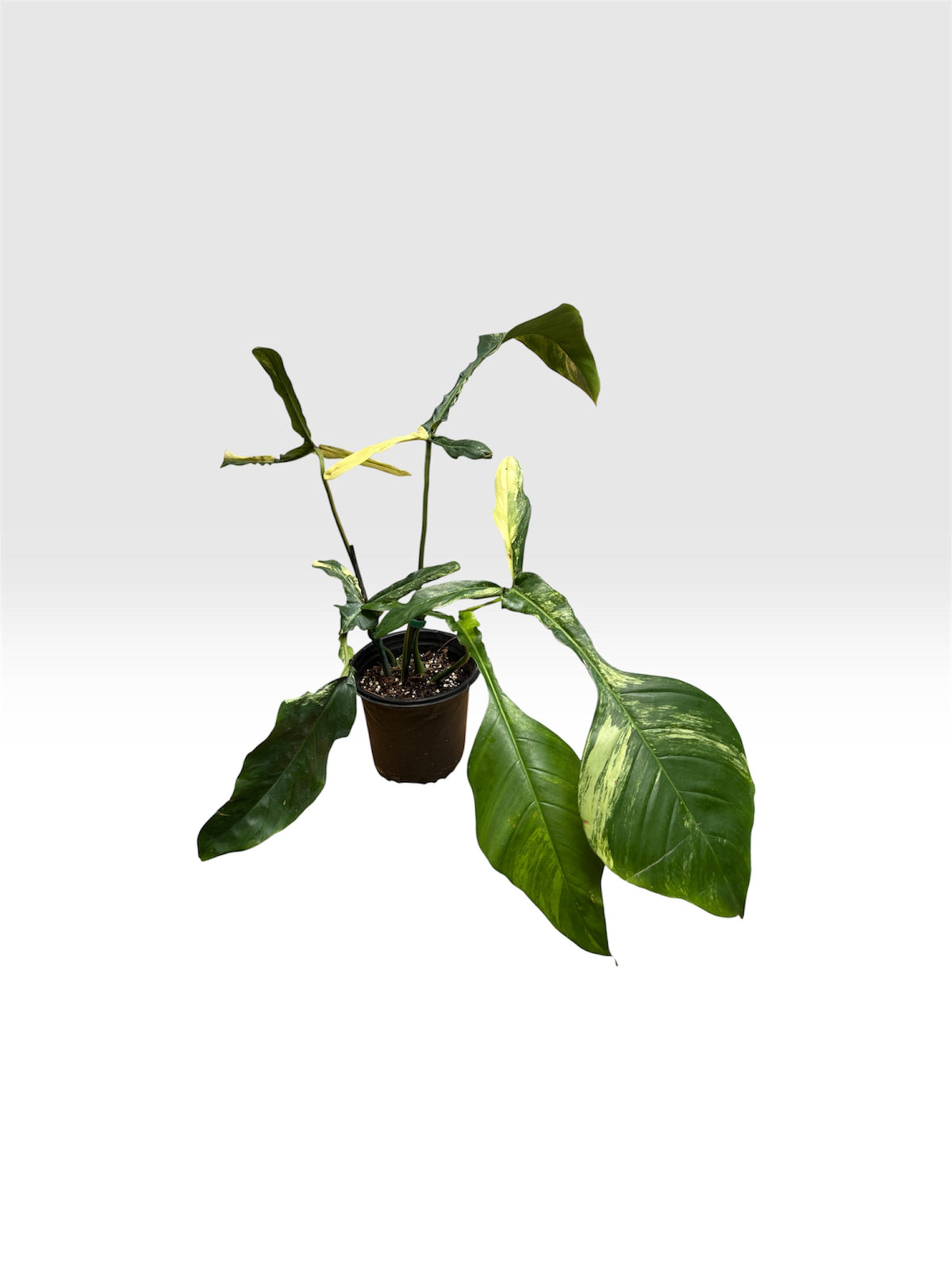 Philodendron joepii variegated