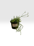 Rhipsalis