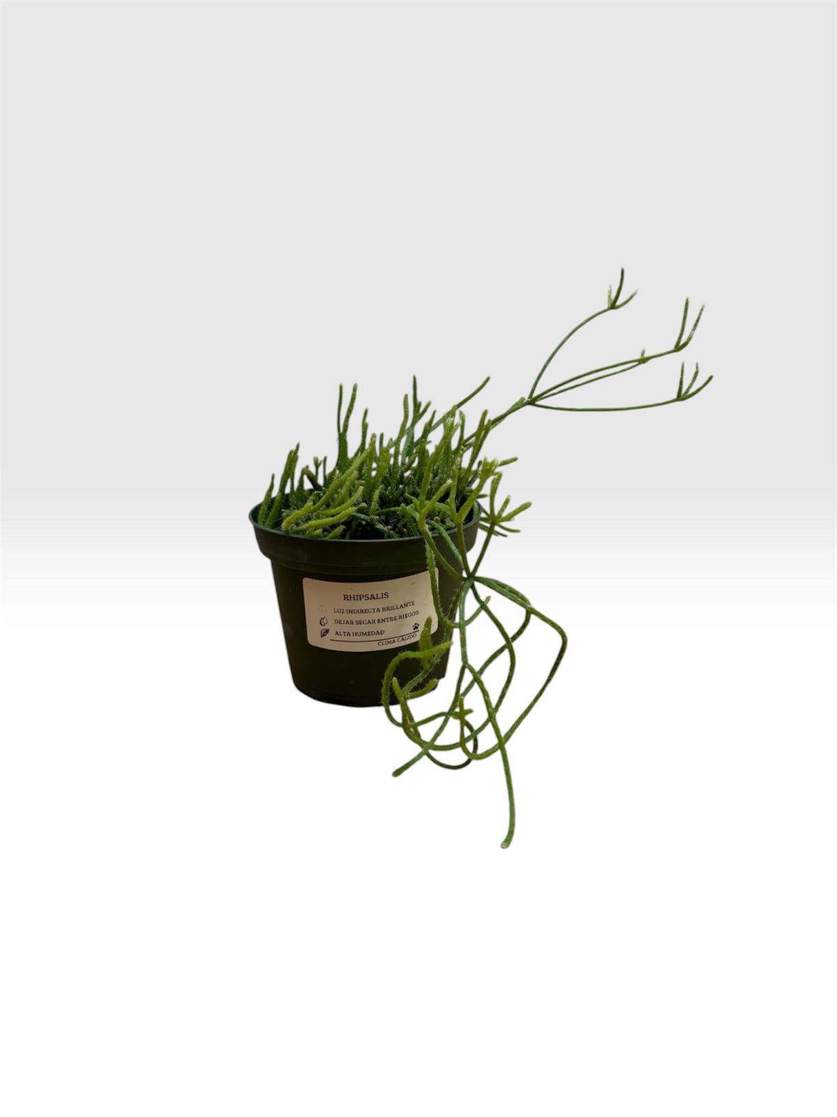 Rhipsalis