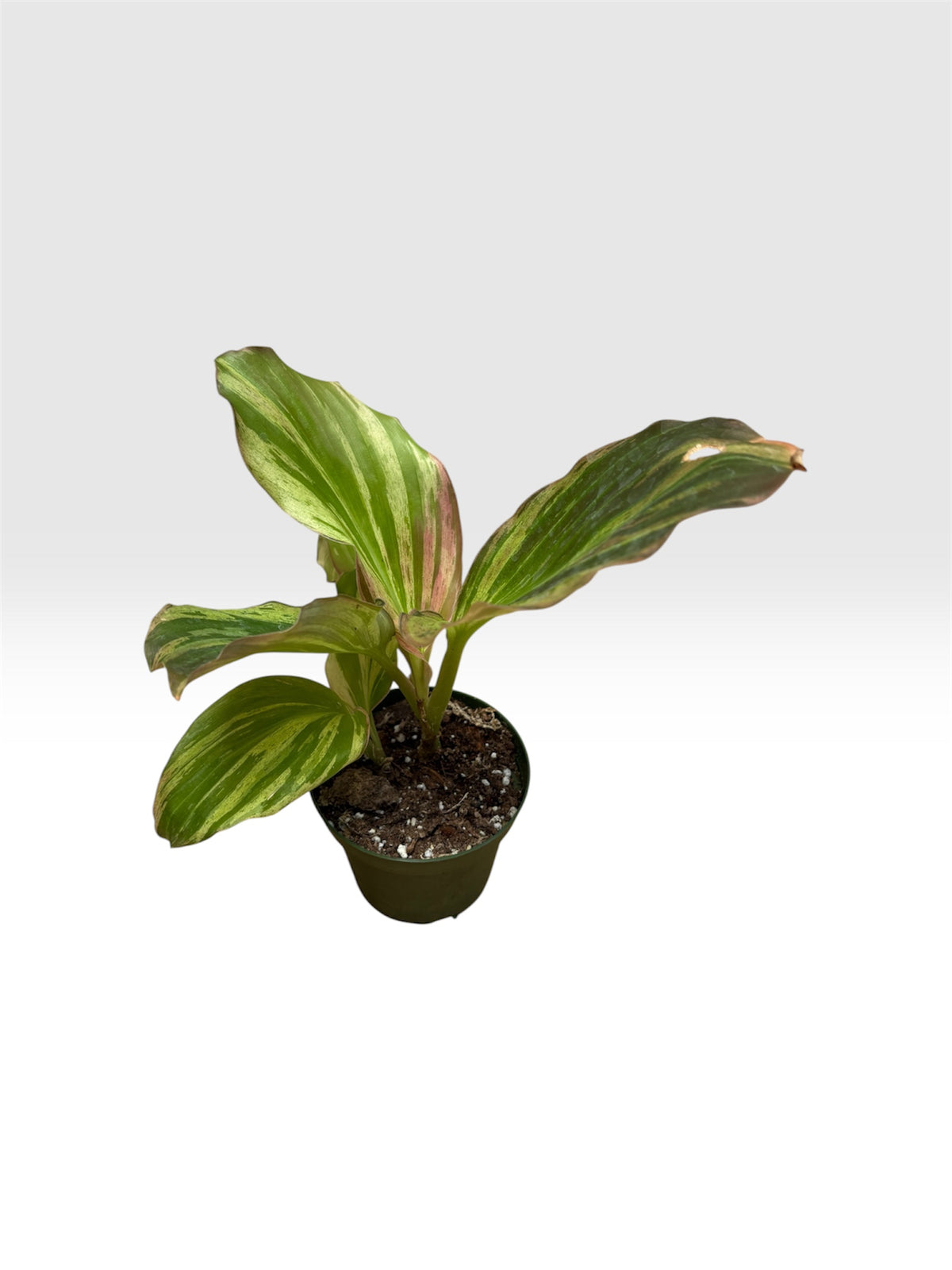 Kaempferia sp variegated