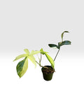 Philodendron florida beauty