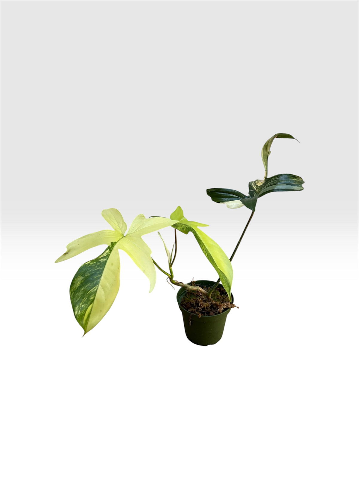 Philodendron florida beauty
