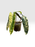 Philodendron billietiae variegated