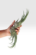 Tillandsia seleriana