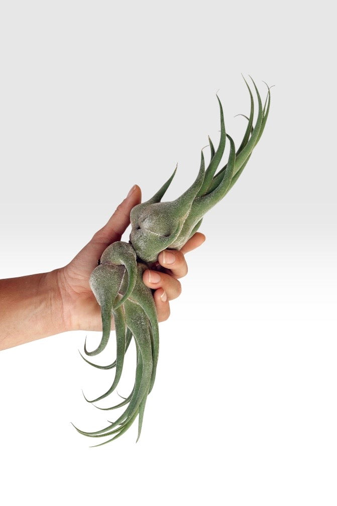 Tillandsia seleriana