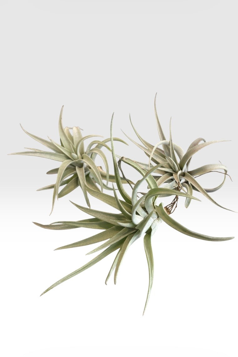 Tillandsia harrisii