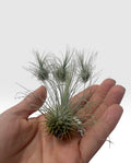 Tillandsia fuchsii var. gracilis