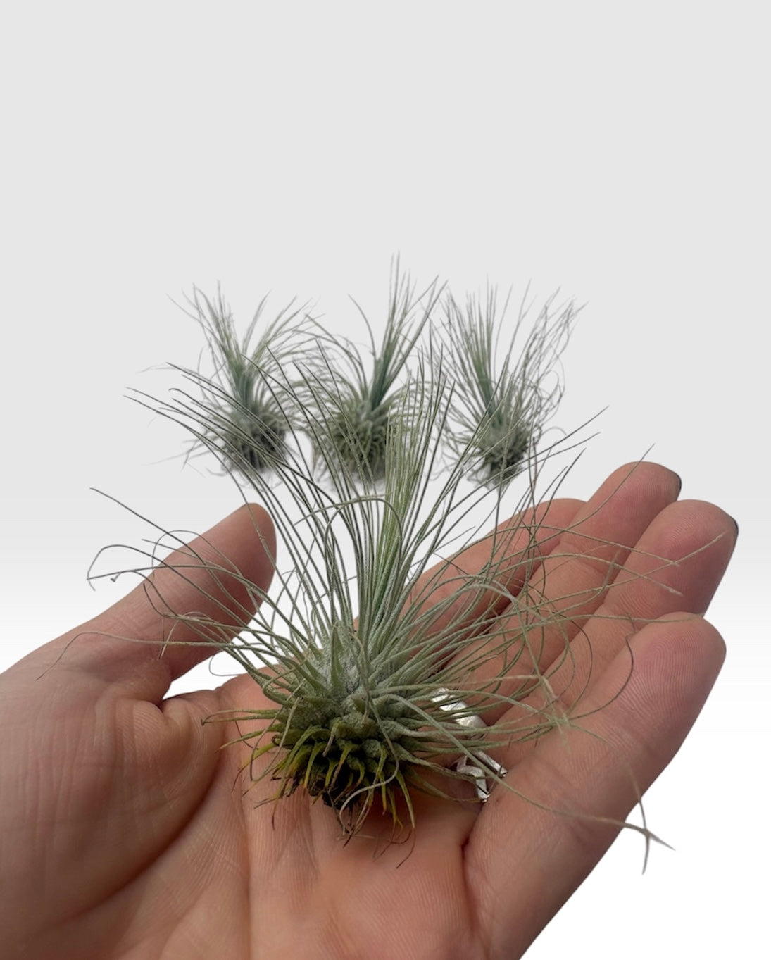 Tillandsia fuchsii var. gracilis