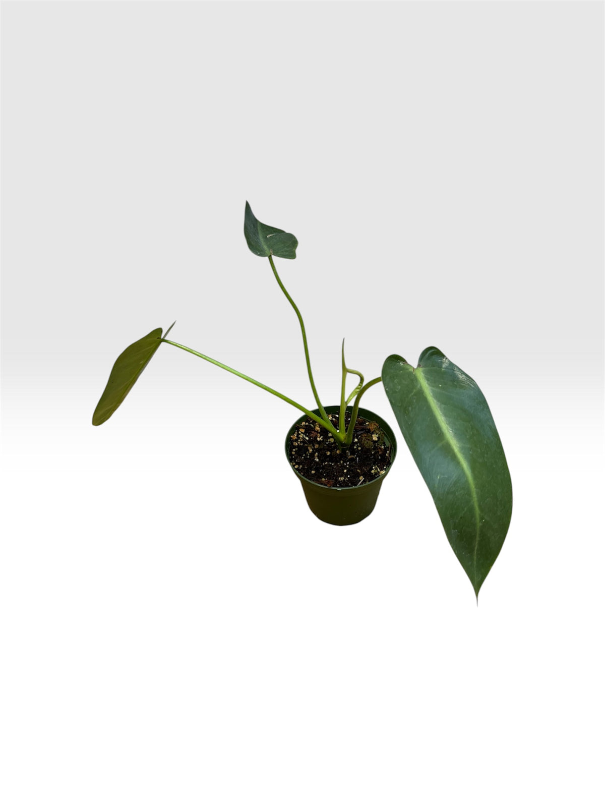 Philodendron spiritus sancti