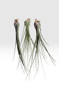 Tillandsia disticha