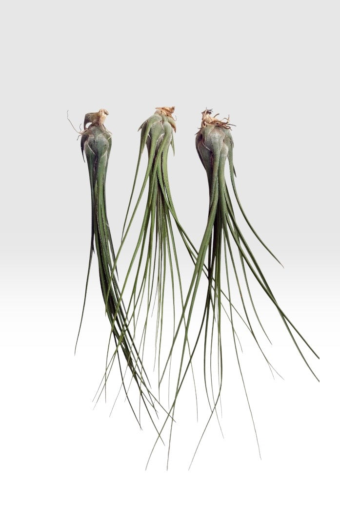 Tillandsia disticha