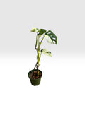 Monstera adansonii albo