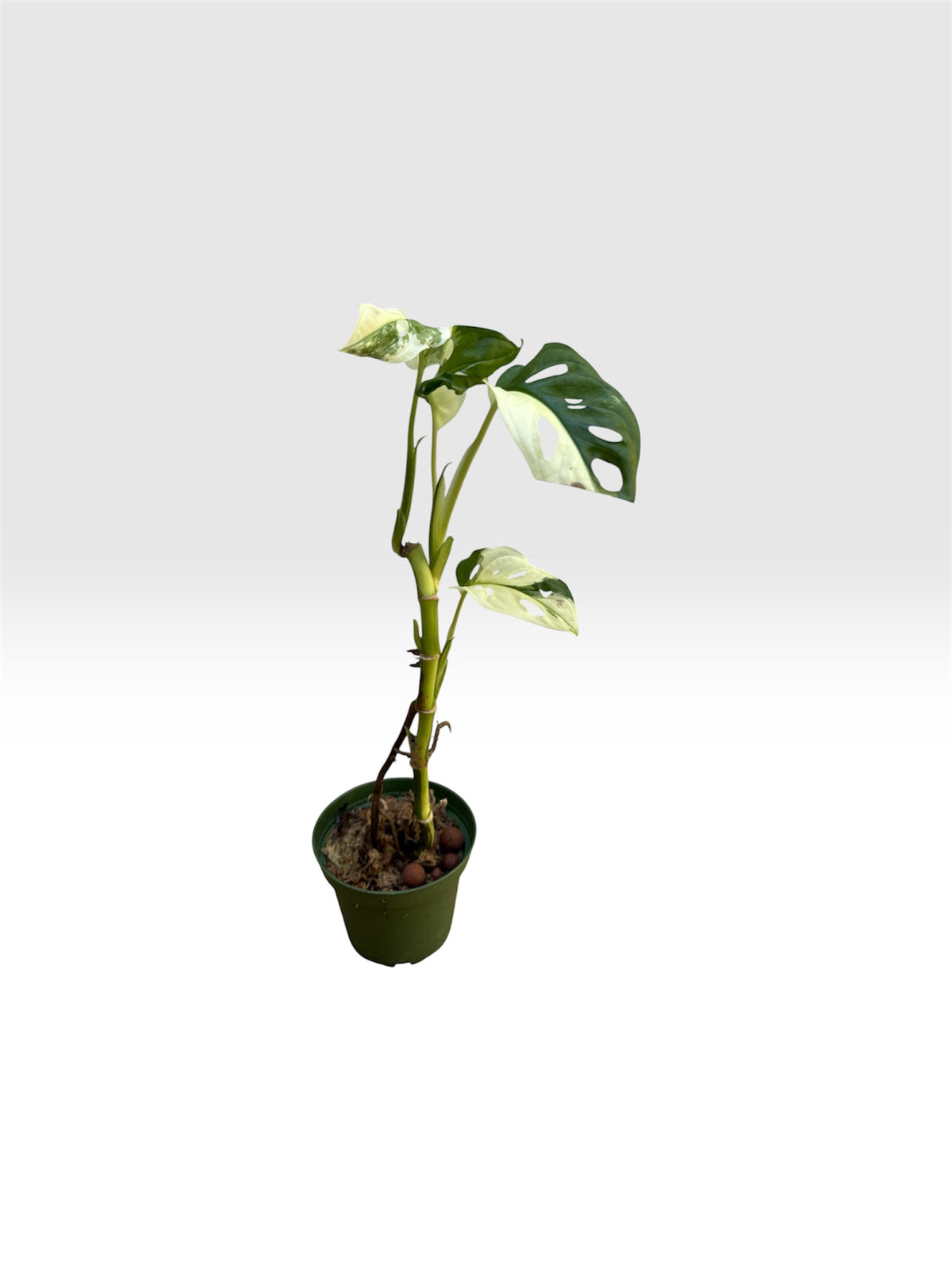 Monstera adansonii albo