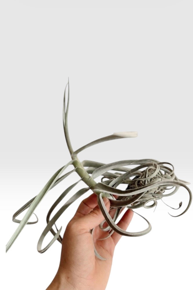 Tillandsia duratii