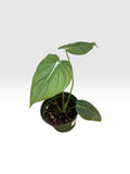 Philodendron pastazanum
