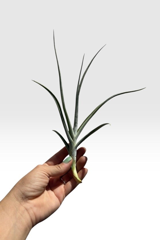 Tillandsia Crocata x Duratii