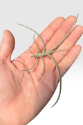 Tillandsia crocata