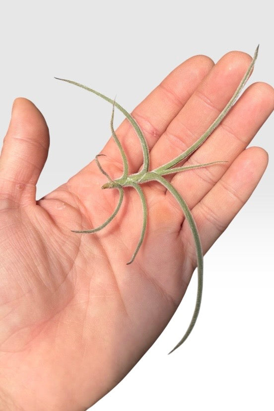Tillandsia crocata