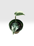 Scindapsus mayari albo
