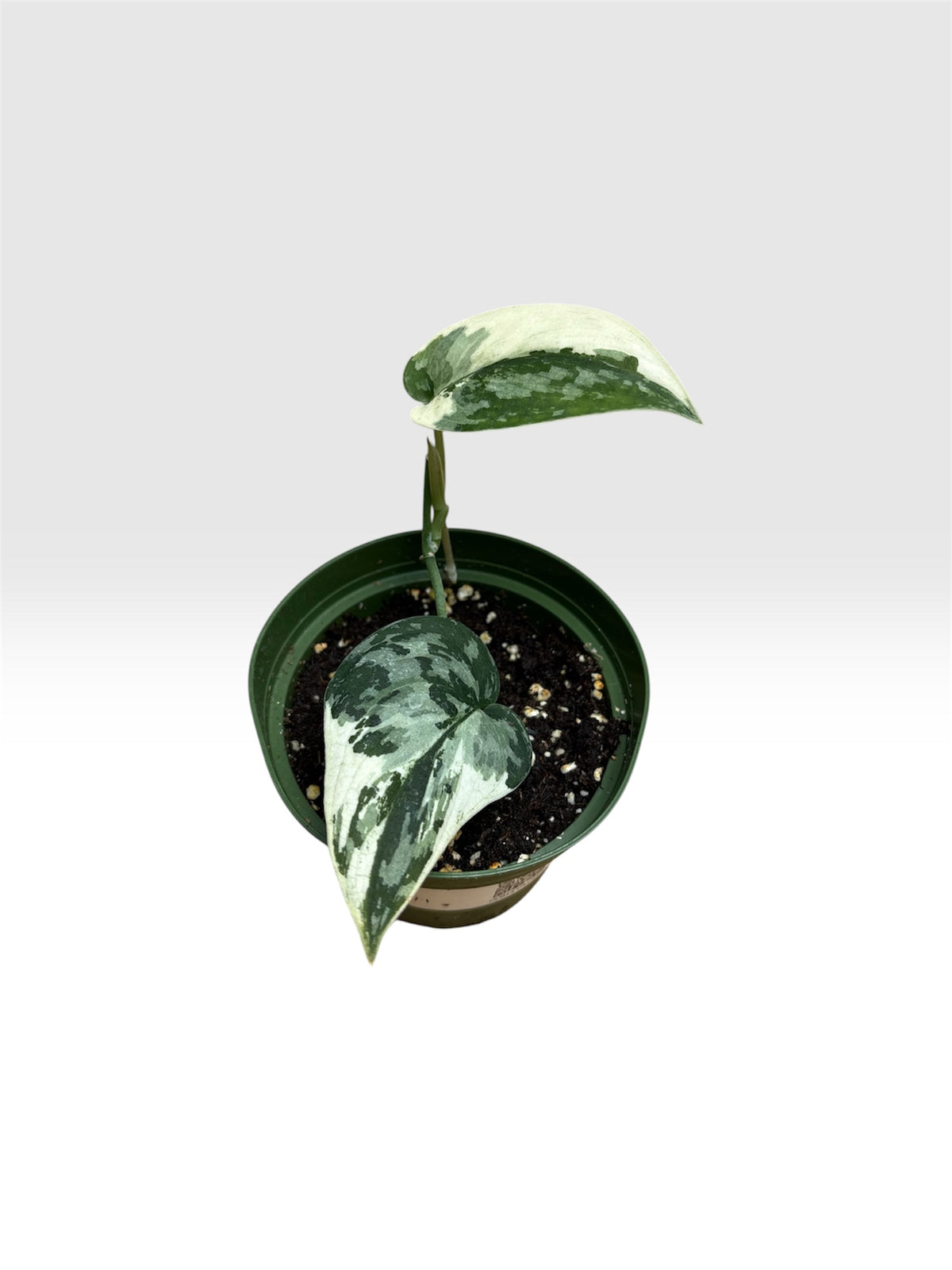 Scindapsus mayari albo