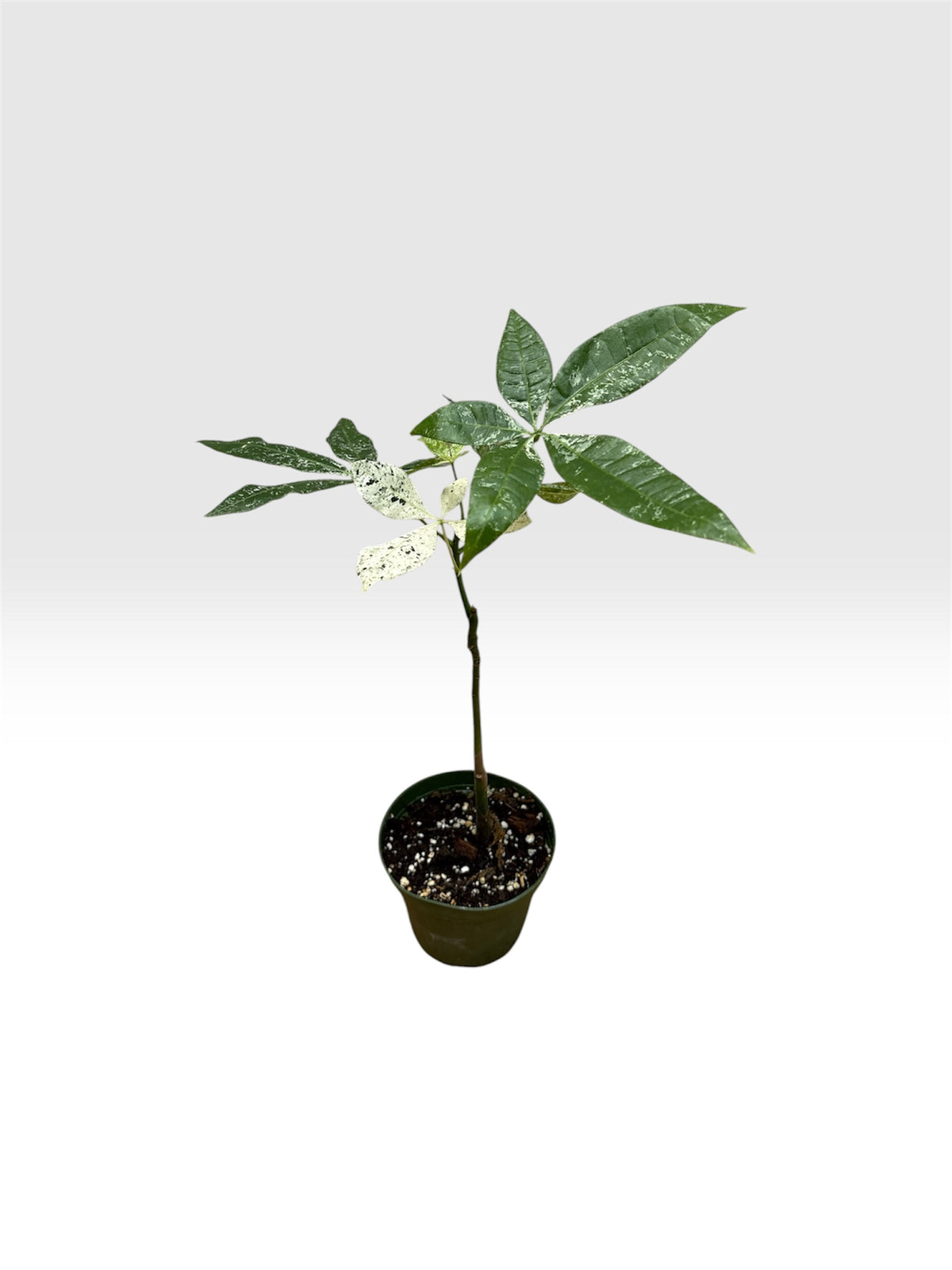Pachira aquatica variegated