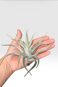 Tillandsia harrisii