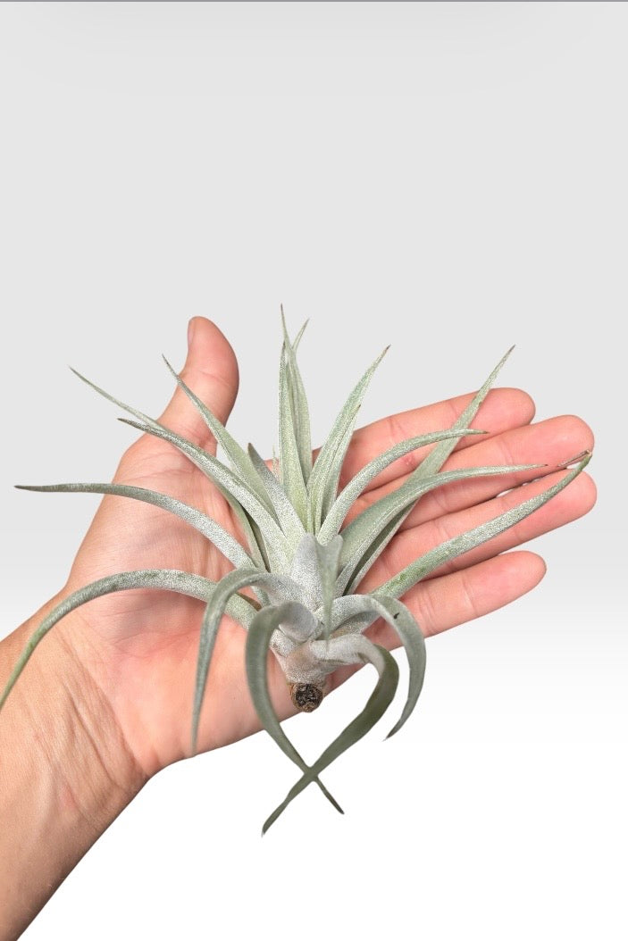 Tillandsia harrisii