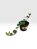 Peperomia hope